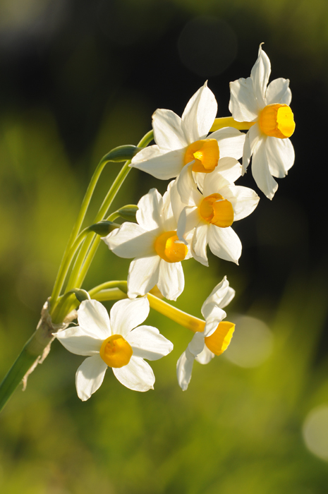 Narcissus tazetta / Narciso nostrale